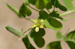 Yellow woodsorrel